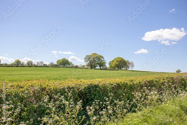 Fototapeta Summertime fields and hedgerows in the UK.