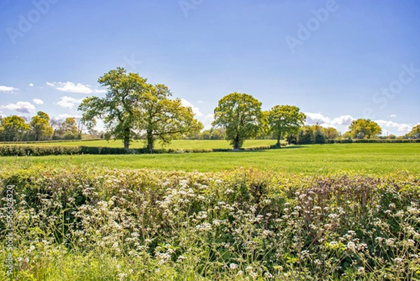 Fototapeta Summertime fields and hedgerows in the UK.