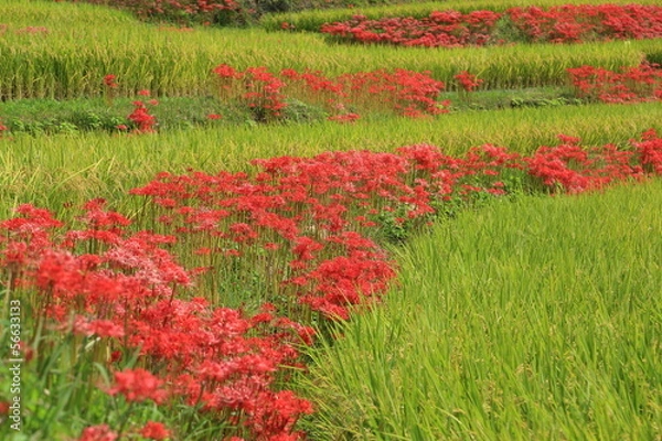 Fototapeta 江里山棚田の彼岸花