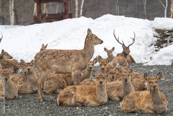 Fototapeta A herd of spotted reindeer in their natural habitat walks through the snow in winter in Russia.