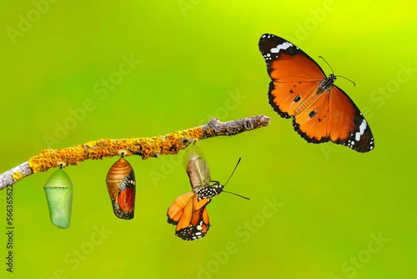 Fototapeta Amazing moment . caterpillar, Large tropical butterfly hatch from the pupa, and emerging with clipping path. Concept transformation of Butterfly