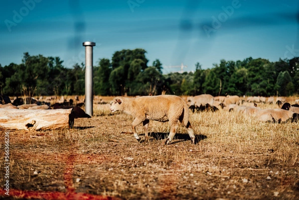 Fototapeta Sheep Wanders Through Scenic Landscape