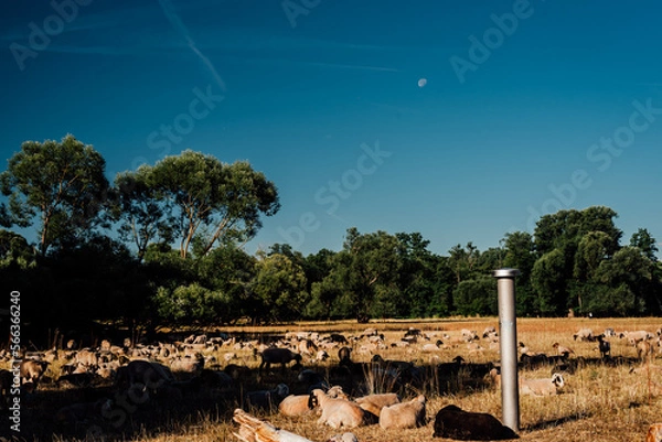 Fototapeta Herd of Sheep Resting in a Lush Landscape