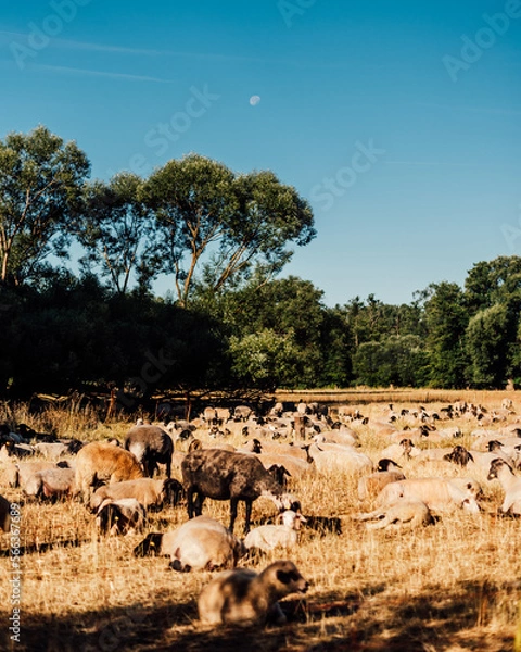 Fototapeta Herd of Sheep Resting in a Lush Landscape