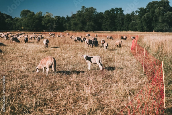 Fototapeta Herd of Sheep Grazing on a Rolling Hillside Landscape