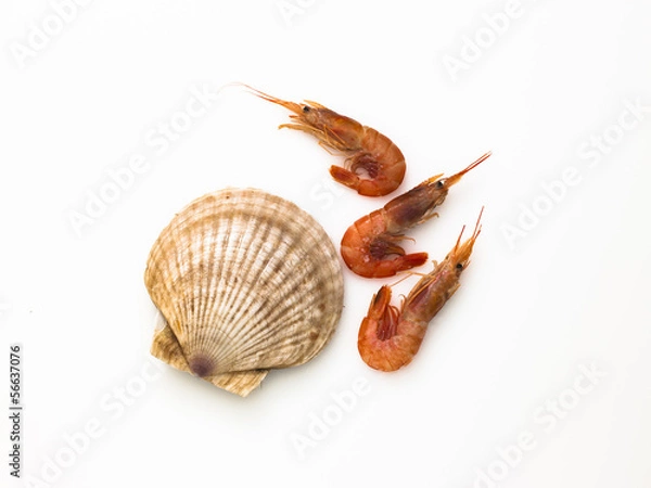 Fototapeta ホタテエビ