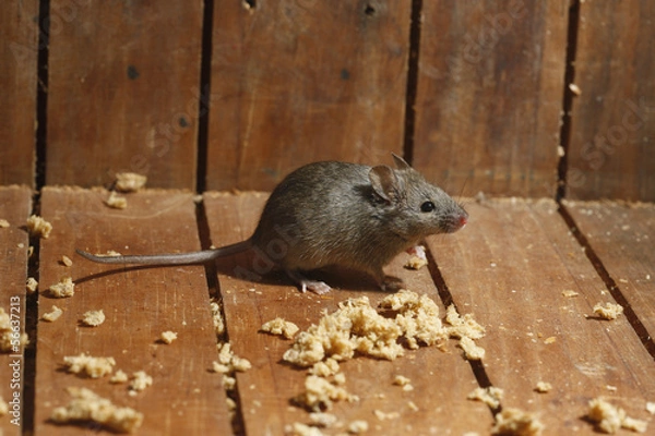 Obraz Mysz domowa, Mus musculus,