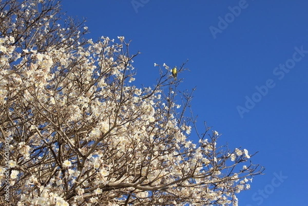Obraz branches against blue sky with a bird