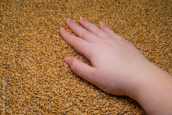 Fototapeta Close-up of a woman's hand against the background of ripe grains of wheat (close-up). Farm harvest concept