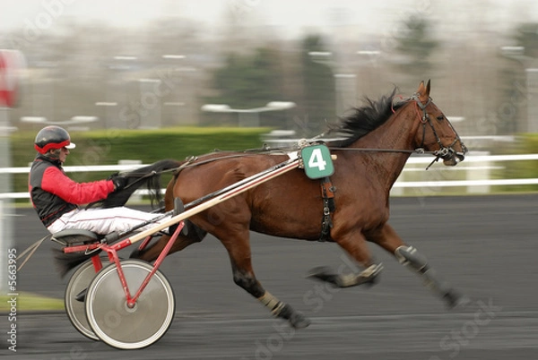 Fototapeta Koń w kłusie zaprzężonym