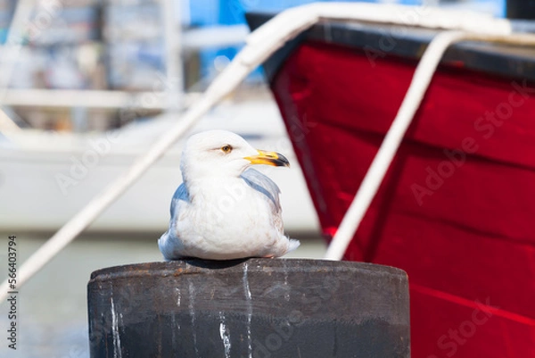 Obraz Bird, Ship, Rope Port Nostalgia / Seagull sitting on bollard at town harbor near moored red boat (copy space)