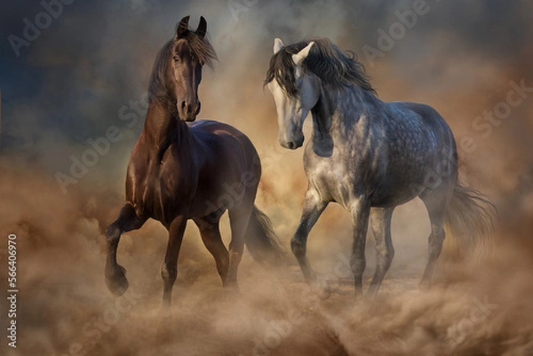 Obraz Black and white horse trotting in dust