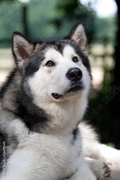 Obraz Alaskan Malamute