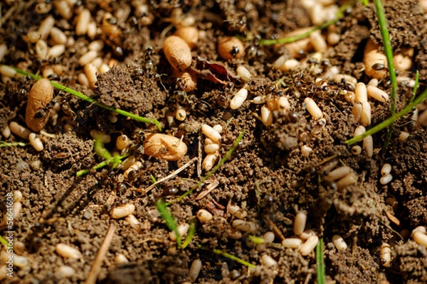 Obraz ant eggs