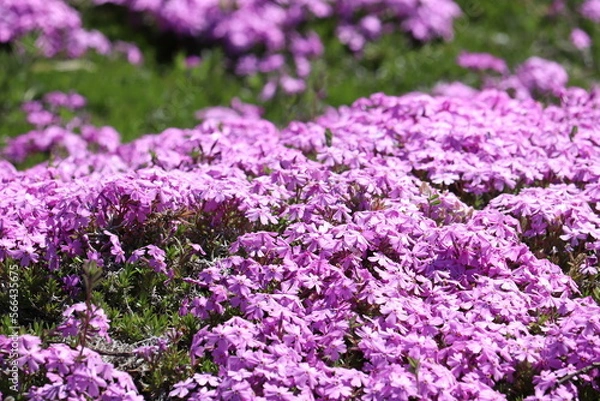 Fototapeta 野に咲く可憐なピンク色の芝桜