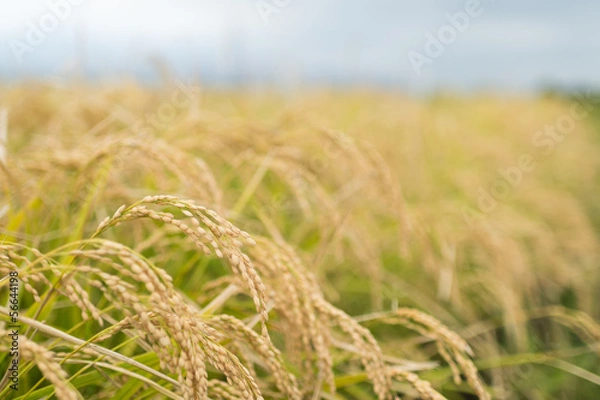 Obraz 実った稲