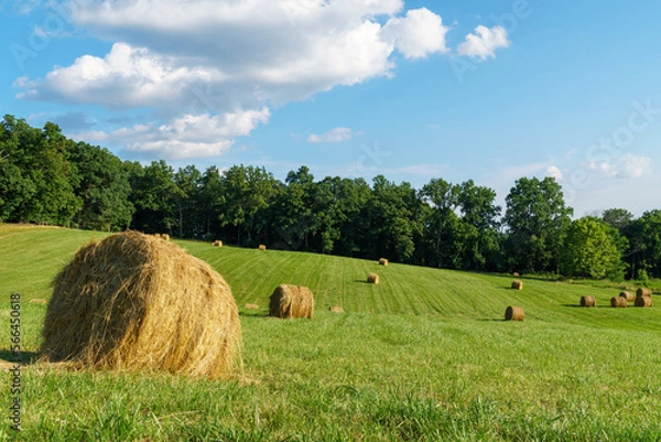 Fototapeta Bales of hay in a rolling field with the treeline and cloudscape in the distance