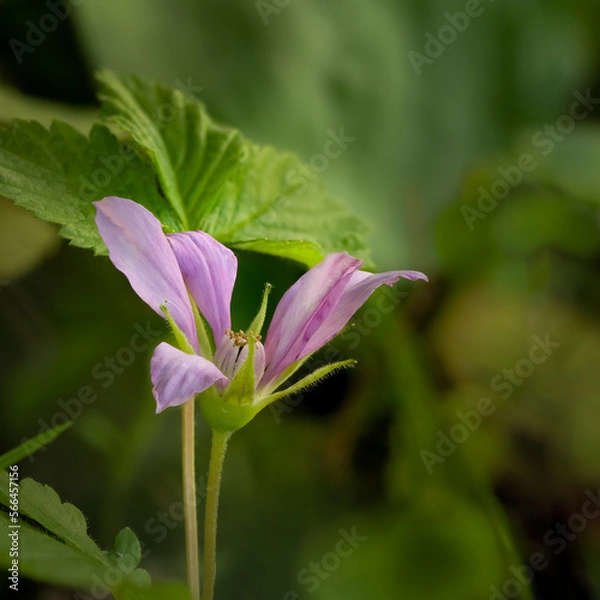 Fototapeta A delicate pink Arctic Raspberry wildflower on a background of green leaves in a forest setting. Rubua arcticus
