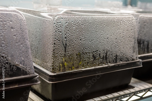 Obraz Trays of seed starting equipment growing indoors under LED grow lights, with condensation forming on the humidity domes