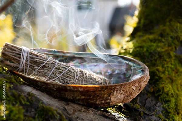Fototapeta A close up image of a burning white sage smudge stick and abalone shell resting on a tree branch.  