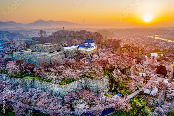 Obraz 鶴山公園の津山城と桜の朝