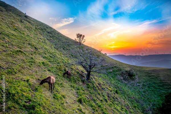 Obraz 都井岬の野生馬が草を食む夕暮れ時