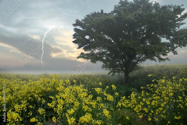 Obraz 霧の菜の花に掛る稲妻