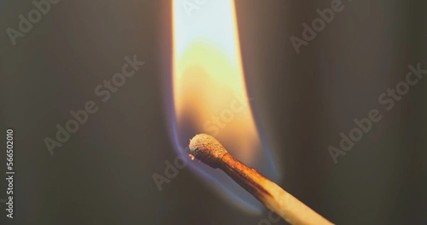 Fototapeta Flame ignites the match. Macro shot, close-up. Burning flames, burning a wooden match. Extinguishing fire from the wind.