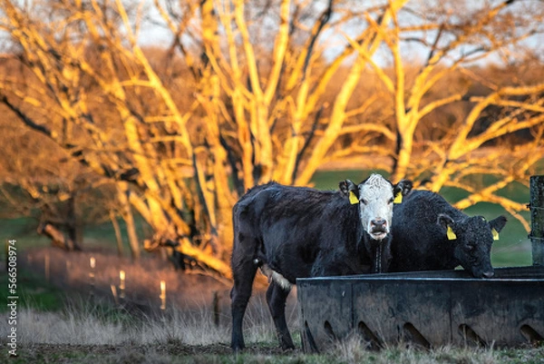 Obraz Lactating beef cows drinking from stock tank
