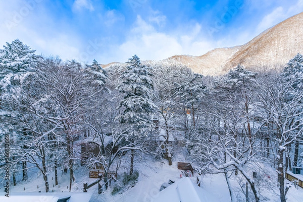 Fototapeta snow-covered trees in the park, heavy snow at Heike No Sato Village in Tochigi Prefecture, Nikko City, JAPAN