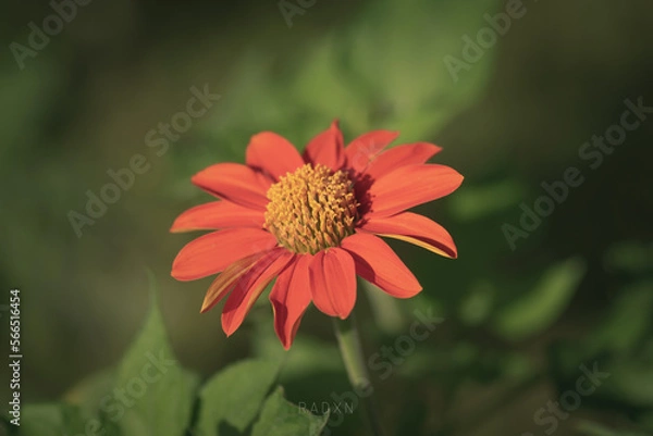 Obraz a daisy flower at sunset