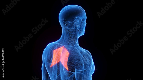 Fototapeta 3D rendered medical illustration of a man's rhomboid major