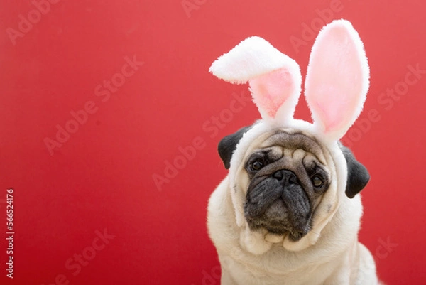 Fototapeta Beige pug dog with rabbit bunny ears on a red background. Easter concept. The concept of carnival, costume party, Halloween. copyspace.