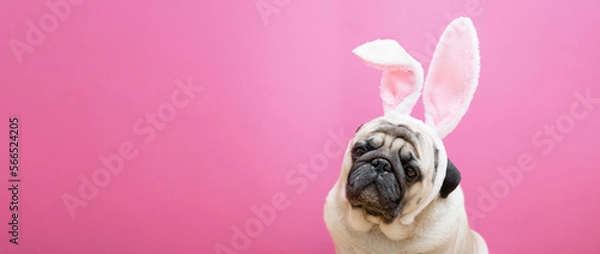 Fototapeta Beige pug dog with rabbit bunny ears on a pink background. Easter concept. The concept of carnival, costume party, Halloween. copyspace, web banner