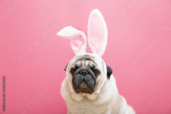 Fototapeta Beige pug dog with rabbit bunny ears on a pink background. Easter concept. The concept of carnival, costume party, Halloween. copyspace.