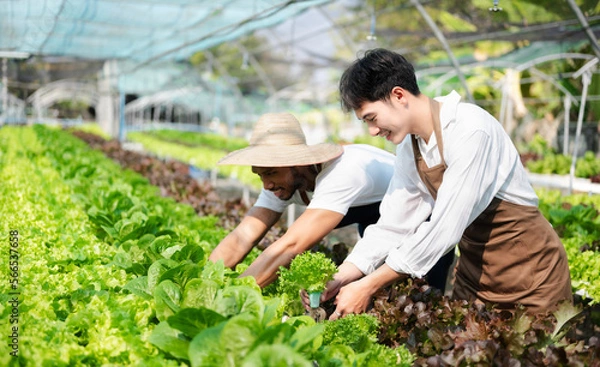 Fototapeta Asian farmer using hand holding tablet and organic vegetables hydroponic in greenhouse plantation. Female hydroponic salad vegetable garden owner working. ..