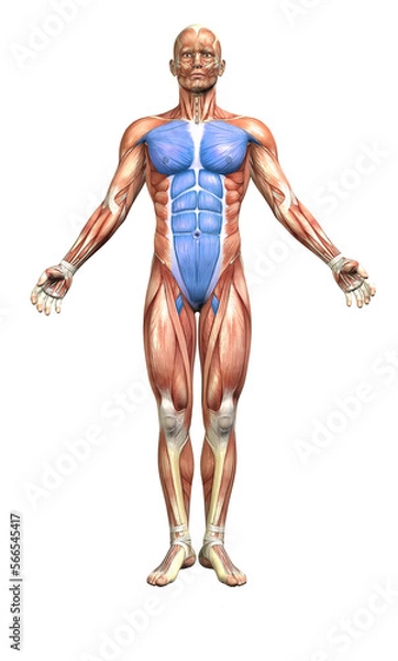 Fototapeta Front Functional Line