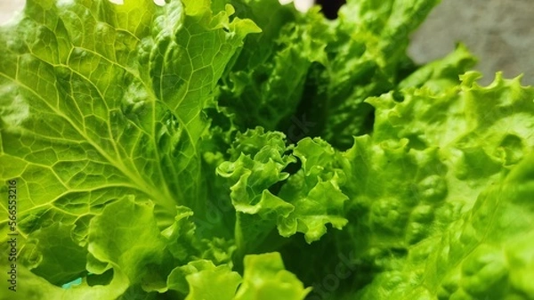 Fototapeta Green fresh lettuce leaves background for wallpaper, banner, presentation, business, kitchen elements, template.