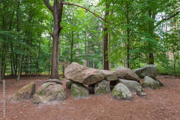 Fototapeta Dolmen D11 at pinetum Ter Borgh in the Boswachterij Anloo the Dutch province of Drenthe with a background of beech trees. A dolmen or in Dutch a Hunebed is construction work from the new stone age.