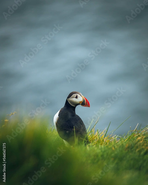 Obraz atlantic puffin