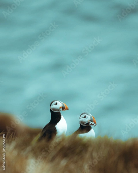 Obraz atlantic puffin