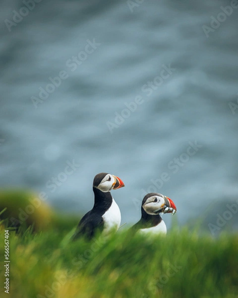 Obraz atlantic puffin