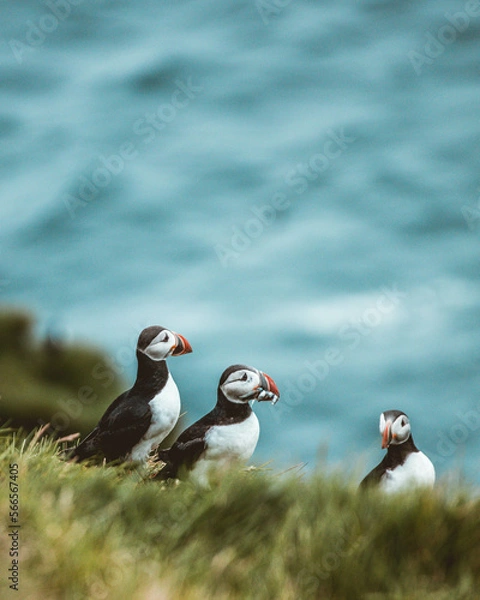 Obraz atlantic puffin