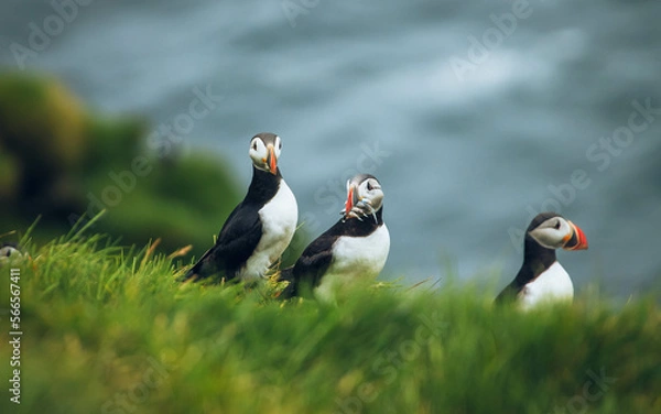 Fototapeta atlantic puffin