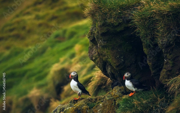 Obraz atlantic puffin