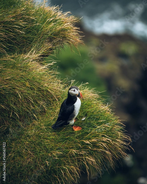 Obraz atlantic puffin