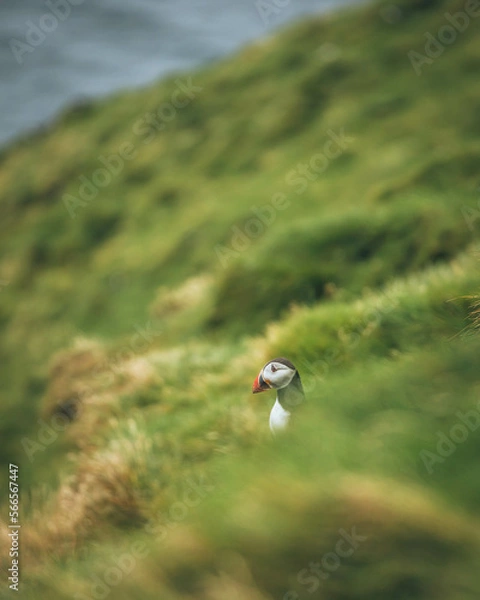 Obraz atlantic puffin