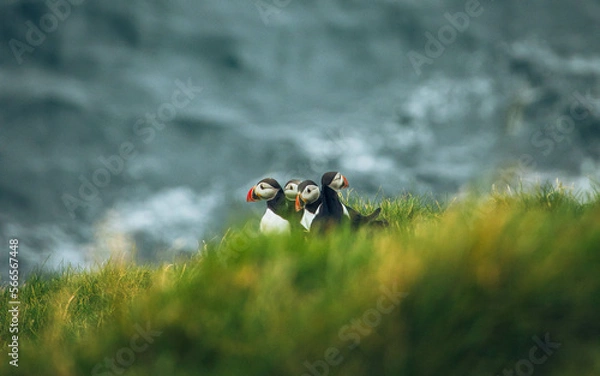 Obraz atlantic puffin
