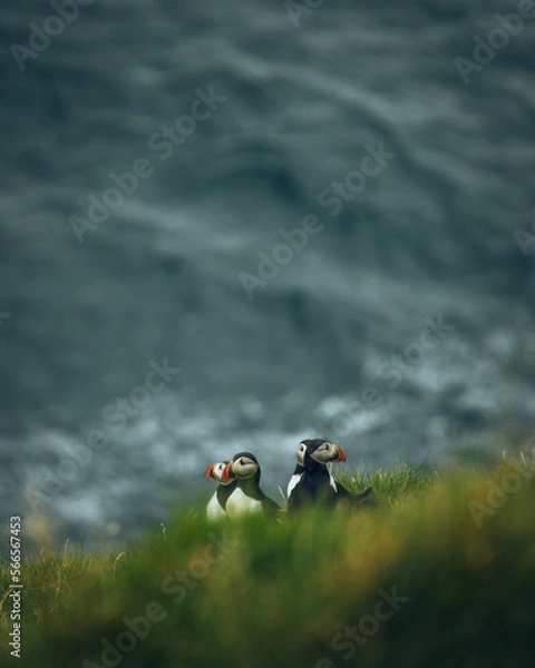 Obraz atlantic puffin