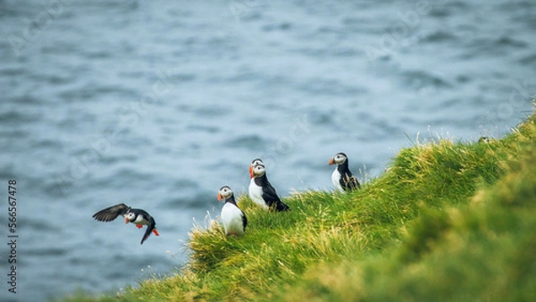 Obraz atlantic puffin
